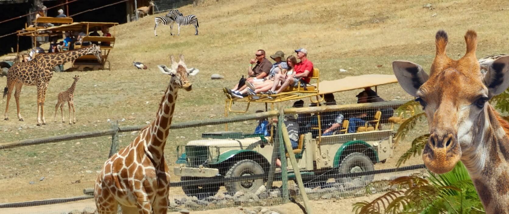 The Best Safari West Jeep Tour +  Alcatraz Tickets